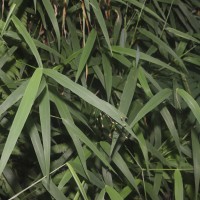 Panicum trichocladum Hack. ex K.Schum.
